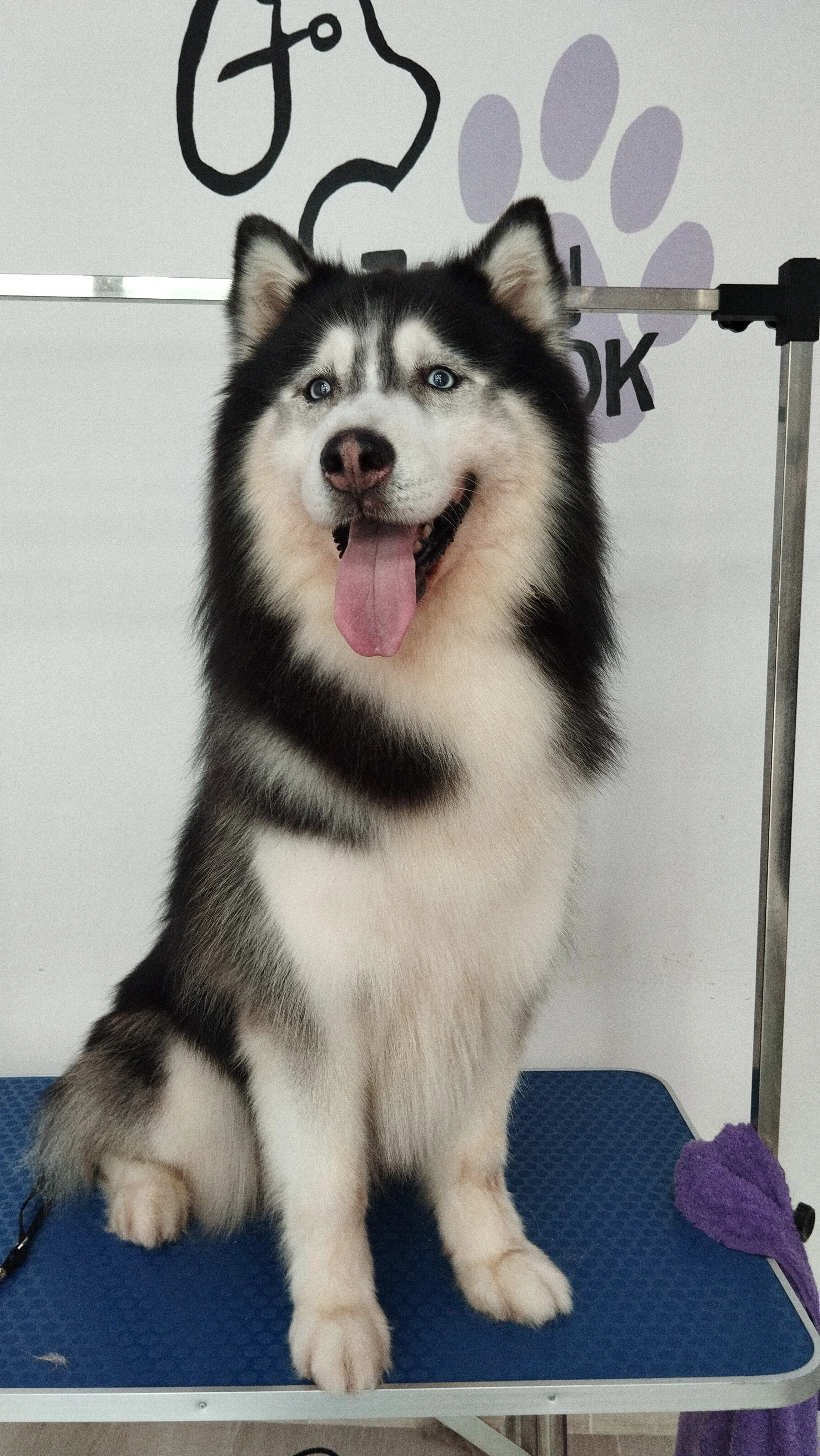 Husky Siberiano