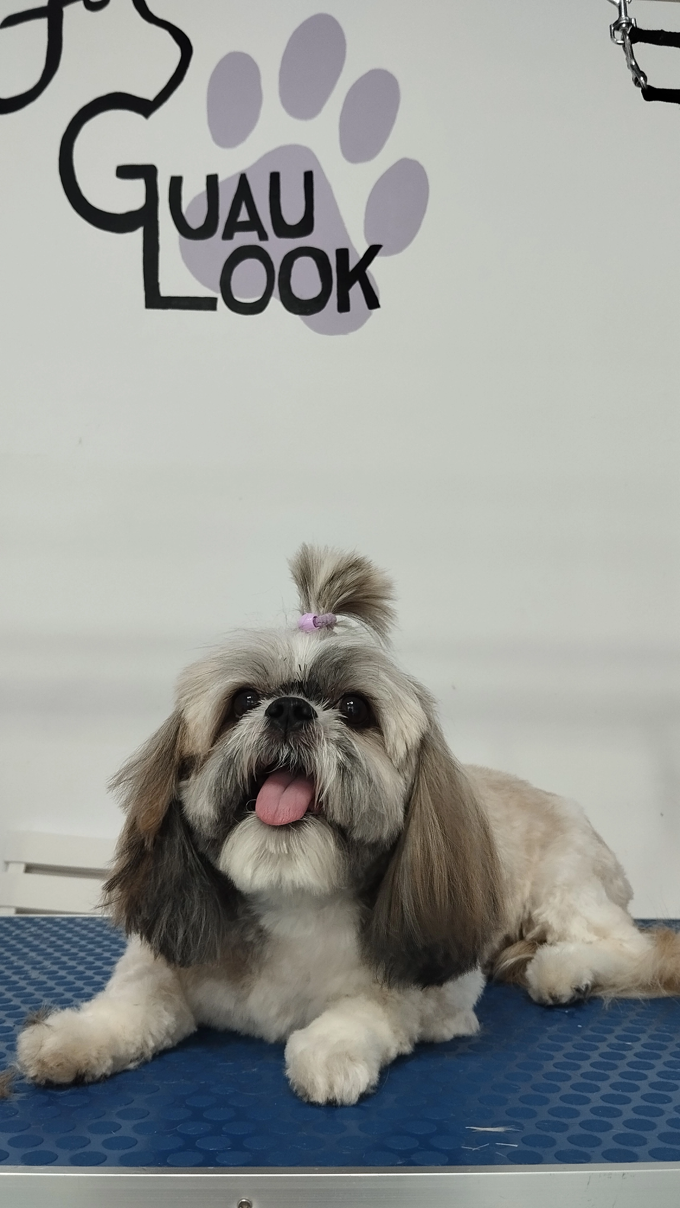 Shih Tzu