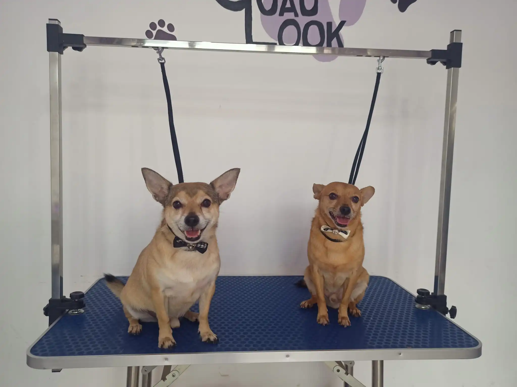 Chihuahuas